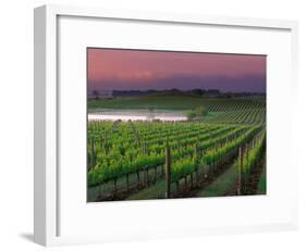 Sunrise in Distant Fog, Carnaros, Napa Valley, California, USA-Janis Miglavs-Framed Photographic Print