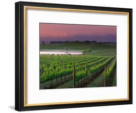 Sunrise in Distant Fog, Carnaros, Napa Valley, California, USA-Janis Miglavs-Framed Photographic Print