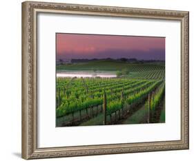 Sunrise in Distant Fog, Carnaros, Napa Valley, California, USA-Janis Miglavs-Framed Photographic Print