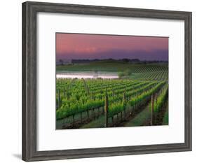 Sunrise in Distant Fog, Carnaros, Napa Valley, California, USA-Janis Miglavs-Framed Photographic Print