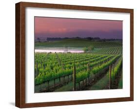 Sunrise in Distant Fog, Carnaros, Napa Valley, California, USA-Janis Miglavs-Framed Photographic Print