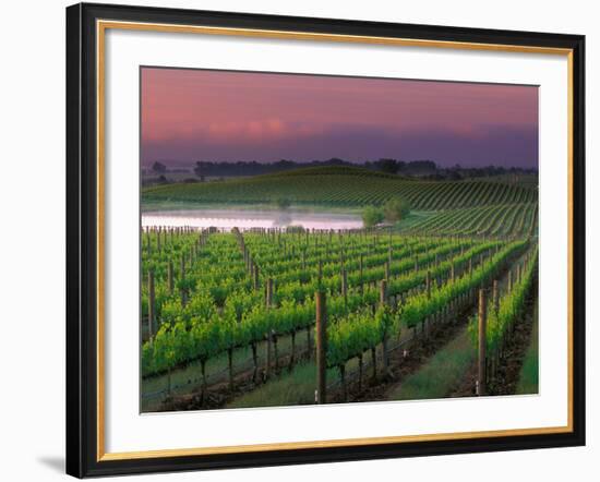 Sunrise in Distant Fog, Carnaros, Napa Valley, California, USA-Janis Miglavs-Framed Photographic Print