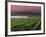 Sunrise in Distant Fog, Carnaros, Napa Valley, California, USA-Janis Miglavs-Framed Photographic Print