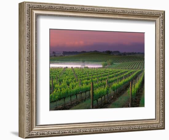 Sunrise in Distant Fog, Carnaros, Napa Valley, California, USA-Janis Miglavs-Framed Photographic Print