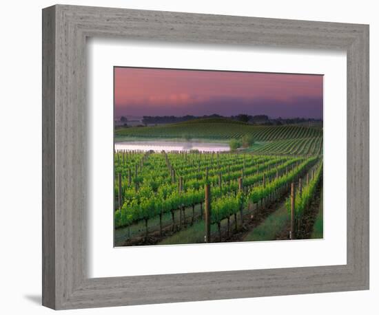 Sunrise in Distant Fog, Carnaros, Napa Valley, California, USA-Janis Miglavs-Framed Photographic Print