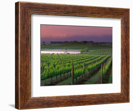 Sunrise in Distant Fog, Carnaros, Napa Valley, California, USA-Janis Miglavs-Framed Photographic Print