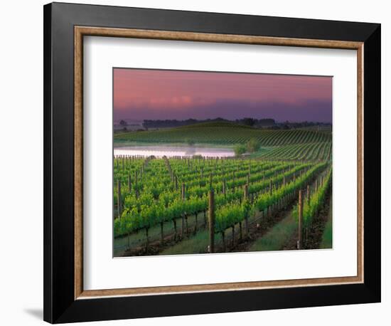 Sunrise in Distant Fog, Carnaros, Napa Valley, California, USA-Janis Miglavs-Framed Photographic Print