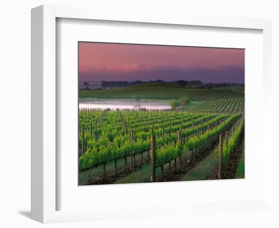 Sunrise in Distant Fog, Carnaros, Napa Valley, California, USA-Janis Miglavs-Framed Photographic Print