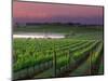 Sunrise in Distant Fog, Carnaros, Napa Valley, California, USA-Janis Miglavs-Mounted Photographic Print