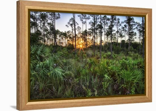 Sunrise in Mahogany Hammock-Terry Eggers-Framed Premier Image Canvas