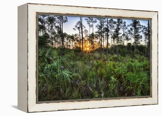 Sunrise in Mahogany Hammock-Terry Eggers-Framed Premier Image Canvas