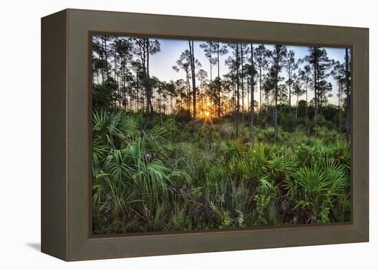 Sunrise in Mahogany Hammock-Terry Eggers-Framed Premier Image Canvas