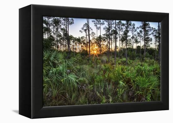 Sunrise in Mahogany Hammock-Terry Eggers-Framed Premier Image Canvas