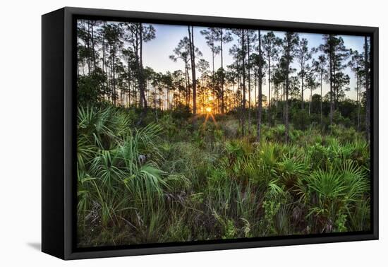 Sunrise in Mahogany Hammock-Terry Eggers-Framed Premier Image Canvas