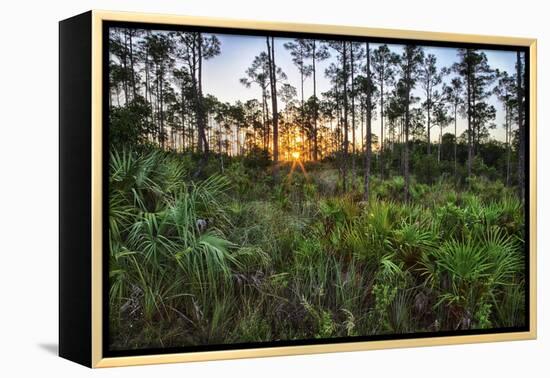 Sunrise in Mahogany Hammock-Terry Eggers-Framed Premier Image Canvas