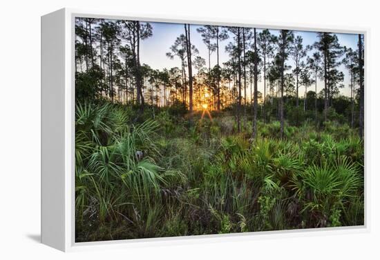 Sunrise in Mahogany Hammock-Terry Eggers-Framed Premier Image Canvas