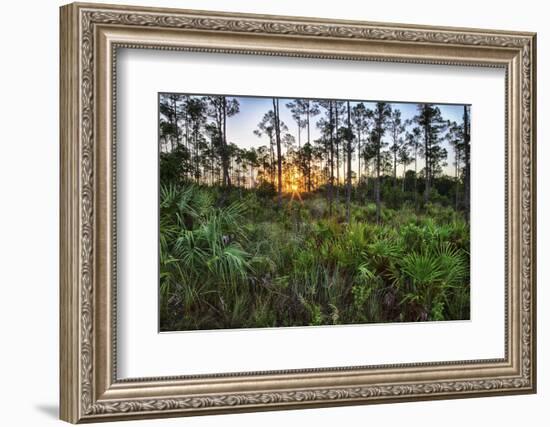 Sunrise in Mahogany Hammock-Terry Eggers-Framed Photographic Print