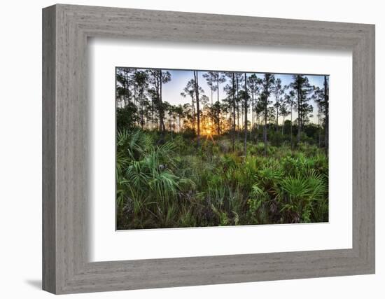 Sunrise in Mahogany Hammock-Terry Eggers-Framed Photographic Print