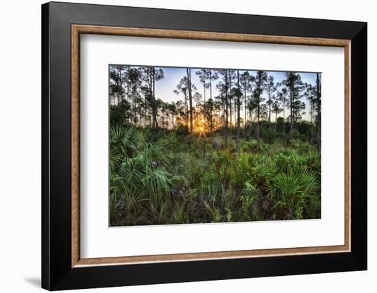 Sunrise in Mahogany Hammock-Terry Eggers-Framed Photographic Print