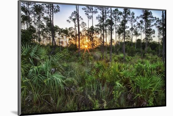 Sunrise in Mahogany Hammock-Terry Eggers-Mounted Photographic Print