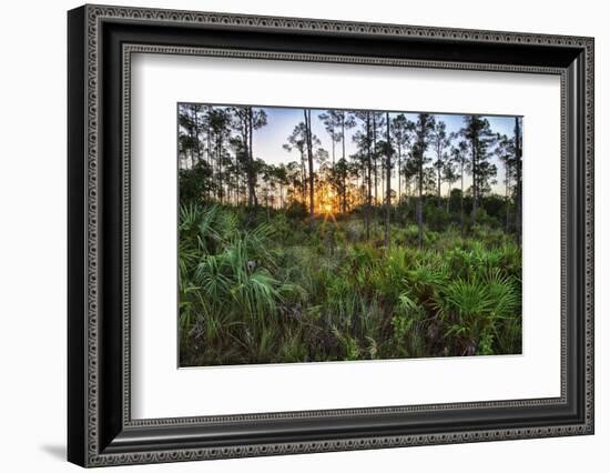 Sunrise in Mahogany Hammock-Terry Eggers-Framed Photographic Print