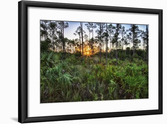 Sunrise in Mahogany Hammock-Terry Eggers-Framed Photographic Print