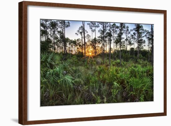 Sunrise in Mahogany Hammock-Terry Eggers-Framed Photographic Print