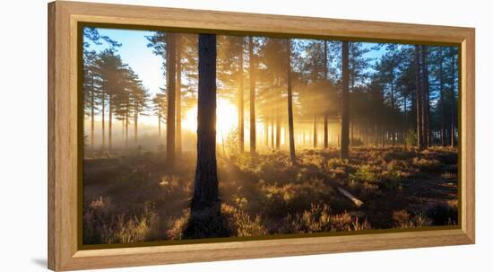 Sunrise in Misty Woods Near Wareham, Dorset, England, Uk-Galyaivanova-Framed Premier Image Canvas