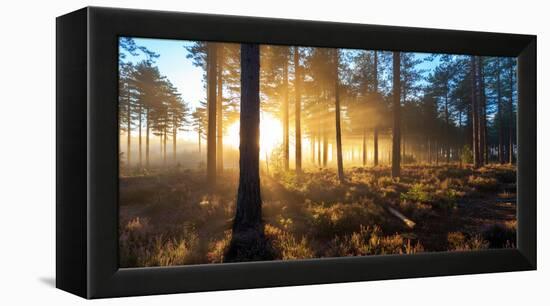 Sunrise in Misty Woods Near Wareham, Dorset, England, Uk-Galyaivanova-Framed Premier Image Canvas