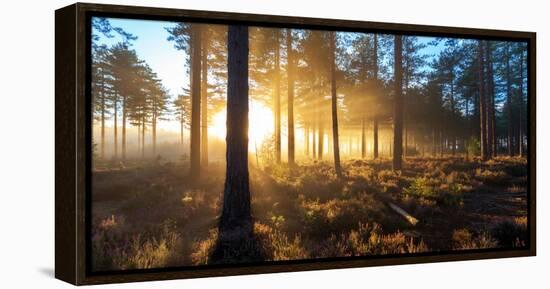 Sunrise in Misty Woods Near Wareham, Dorset, England, Uk-Galyaivanova-Framed Premier Image Canvas