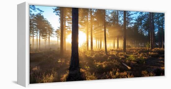 Sunrise in Misty Woods Near Wareham, Dorset, England, Uk-Galyaivanova-Framed Premier Image Canvas