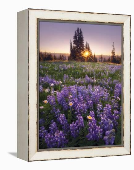 Sunrise in Mt. Rainier National Park During Wildflower Season-Miles Morgan-Framed Premier Image Canvas