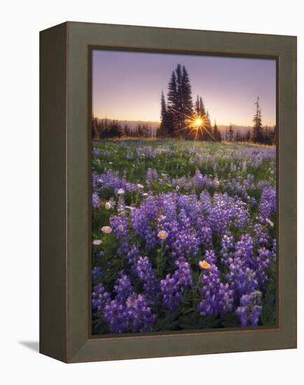 Sunrise in Mt. Rainier National Park During Wildflower Season-Miles Morgan-Framed Premier Image Canvas