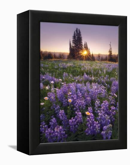 Sunrise in Mt. Rainier National Park During Wildflower Season-Miles Morgan-Framed Premier Image Canvas