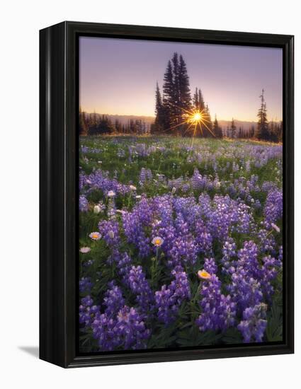 Sunrise in Mt. Rainier National Park During Wildflower Season-Miles Morgan-Framed Premier Image Canvas