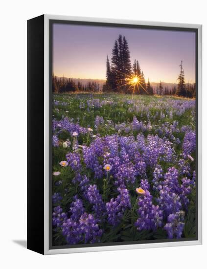 Sunrise in Mt. Rainier National Park During Wildflower Season-Miles Morgan-Framed Premier Image Canvas