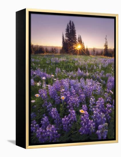 Sunrise in Mt. Rainier National Park During Wildflower Season-Miles Morgan-Framed Premier Image Canvas