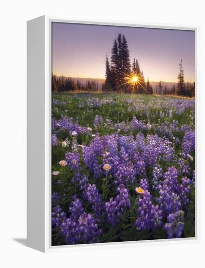 Sunrise in Mt. Rainier National Park During Wildflower Season-Miles Morgan-Framed Premier Image Canvas