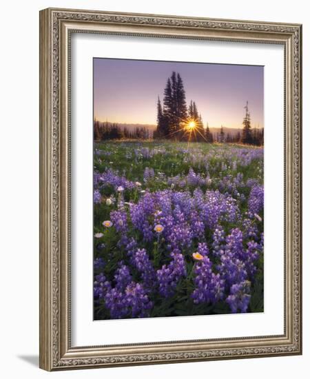 Sunrise in Mt. Rainier National Park During Wildflower Season-Miles Morgan-Framed Photographic Print