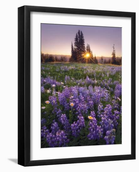 Sunrise in Mt. Rainier National Park During Wildflower Season-Miles Morgan-Framed Photographic Print