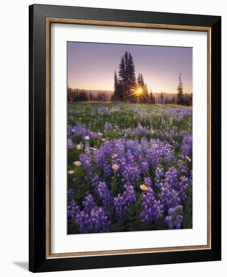 Sunrise in Mt. Rainier National Park During Wildflower Season-Miles Morgan-Framed Photographic Print