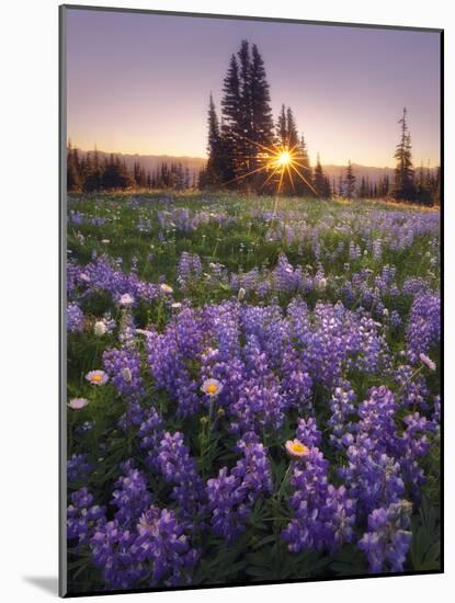 Sunrise in Mt. Rainier National Park During Wildflower Season-Miles Morgan-Mounted Photographic Print