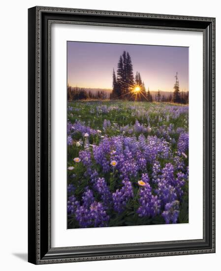 Sunrise in Mt. Rainier National Park During Wildflower Season-Miles Morgan-Framed Photographic Print