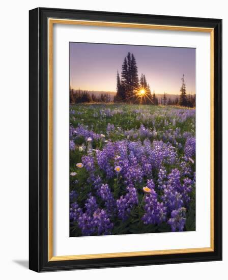 Sunrise in Mt. Rainier National Park During Wildflower Season-Miles Morgan-Framed Photographic Print