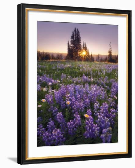 Sunrise in Mt. Rainier National Park During Wildflower Season-Miles Morgan-Framed Photographic Print