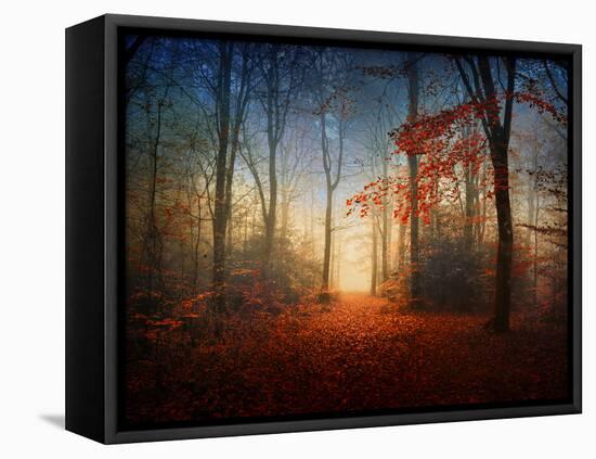 Sunrise in the Brocéliande Forest-Philippe Manguin-Framed Premier Image Canvas