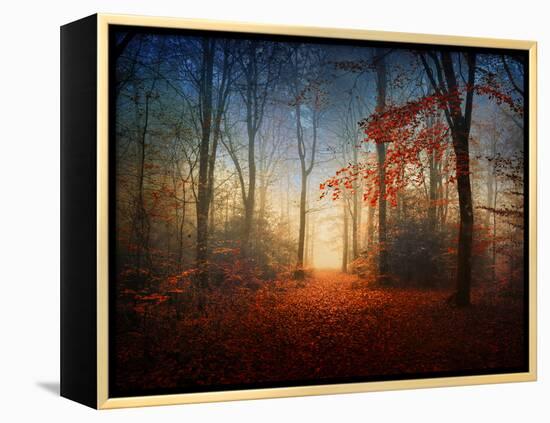 Sunrise in the Brocéliande Forest-Philippe Manguin-Framed Premier Image Canvas