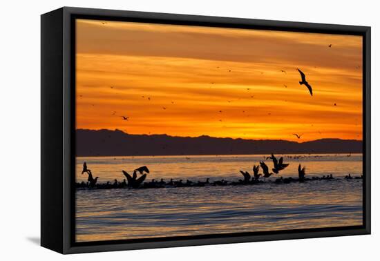 Sunrise, Isla Rasa, Gulf of California (Sea of Cortez), Baja California, Mexico, North America-Michael Nolan-Framed Premier Image Canvas