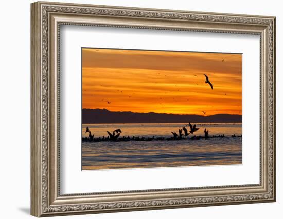 Sunrise, Isla Rasa, Gulf of California (Sea of Cortez), Baja California, Mexico, North America-Michael Nolan-Framed Photographic Print