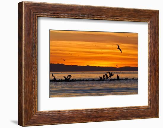 Sunrise, Isla Rasa, Gulf of California (Sea of Cortez), Baja California, Mexico, North America-Michael Nolan-Framed Photographic Print